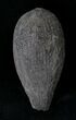 Cretaceous Palm Fruit Fossil - Hell Creek Formation #22754-1